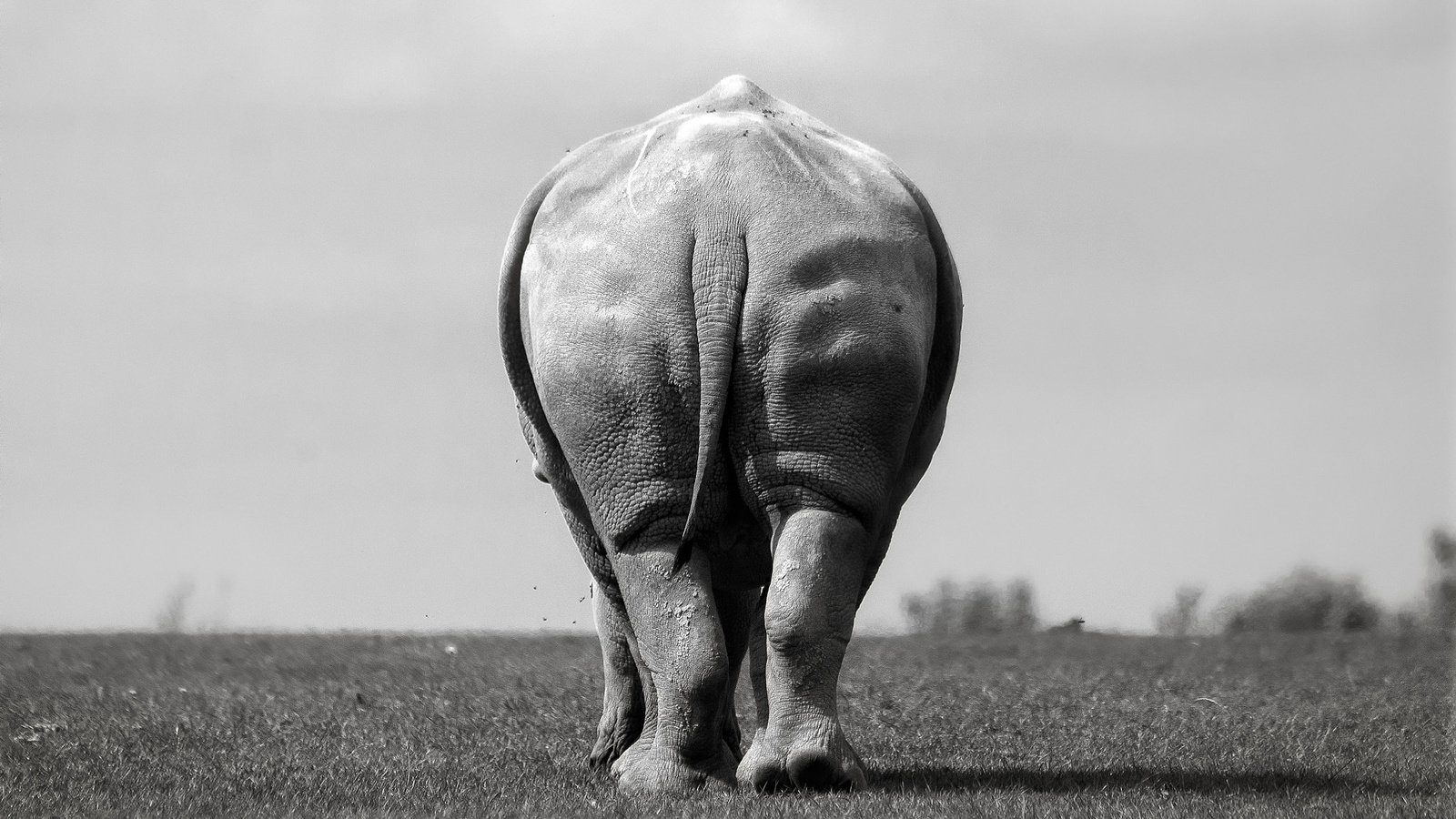 Обои слон, чёрно-белое, вид сзади, elephant, black and white, rear view разрешение 2048x1365 Загрузить