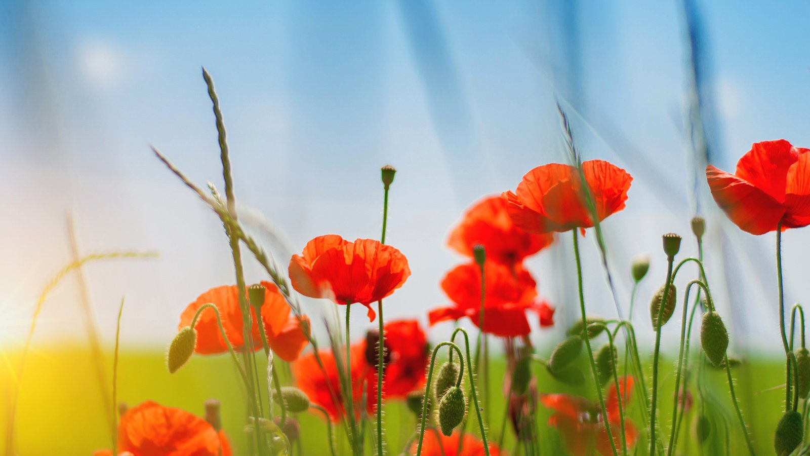 Обои небо, трава, природа, поле, лепестки, красные, маки, стебли, the sky, grass, nature, field, petals, red, maki, stems разрешение 3981x2612 Загрузить