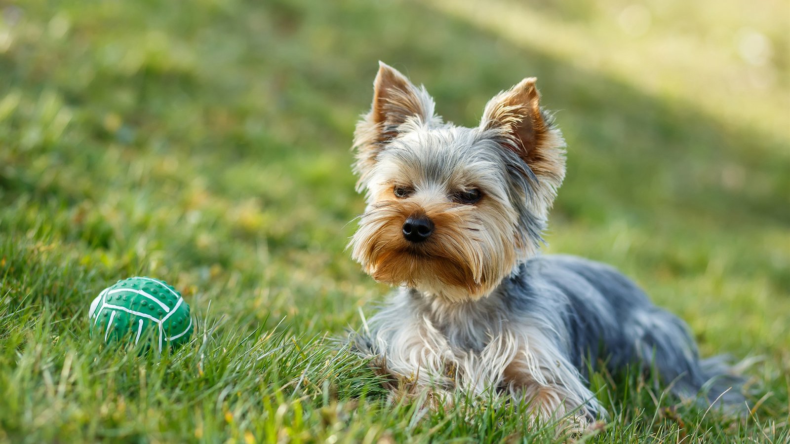 Обои трава, собака, мячик, йорк, йоркширский терьер, artush, grass, dog, the ball, york, yorkshire terrier разрешение 1920x1200 Загрузить