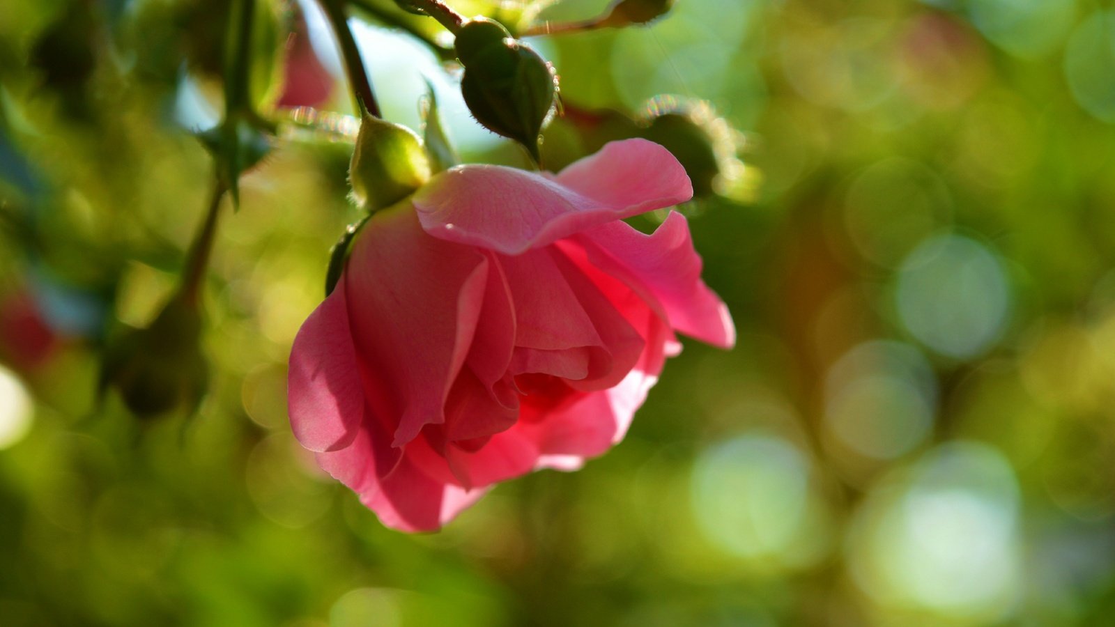 Обои цветок, роза, лепестки, боке, flower, rose, petals, bokeh разрешение 3000x1878 Загрузить
