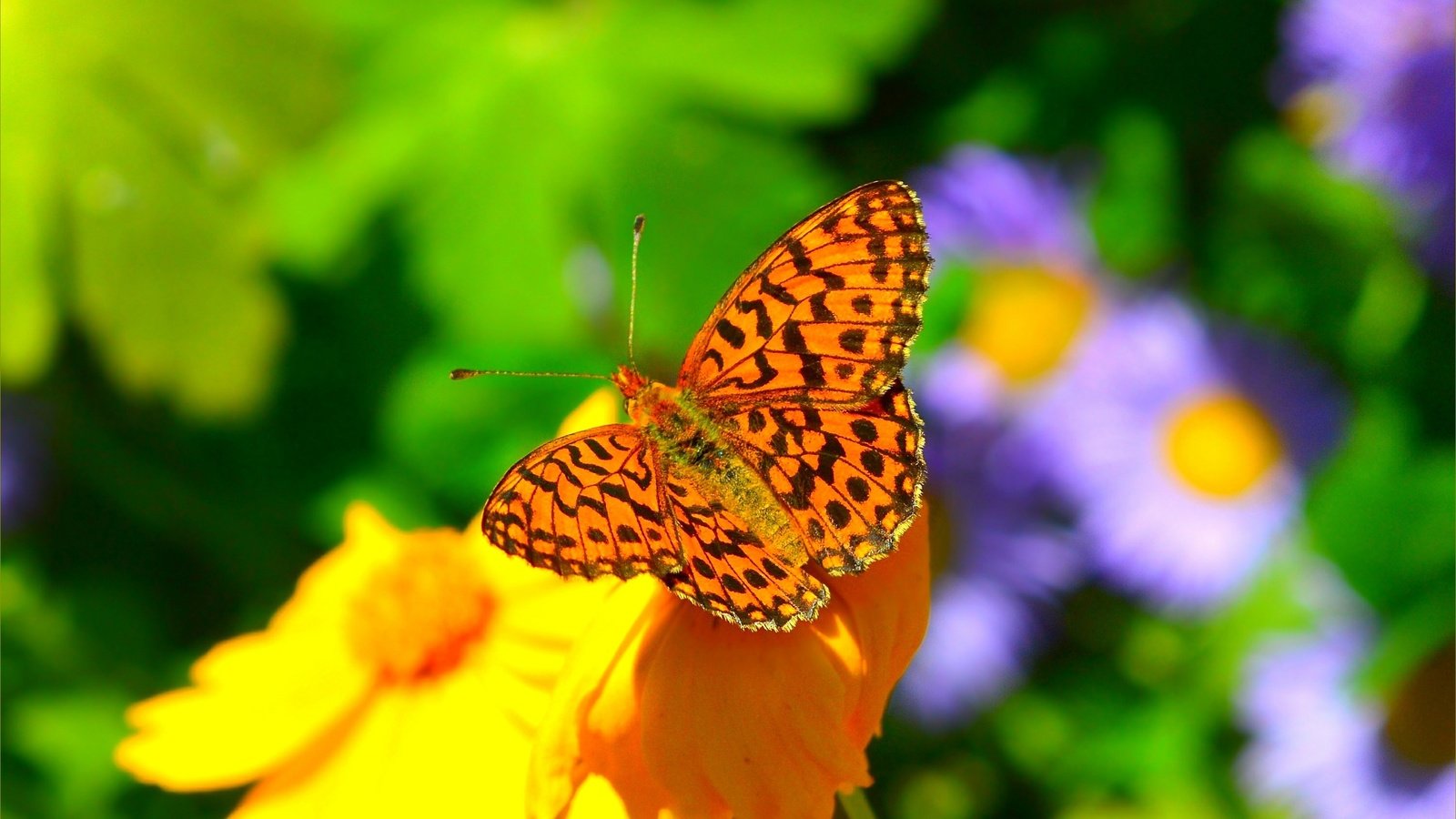 Обои цветы, насекомое, фон, бабочка, крылья, размытость, flowers, insect, background, butterfly, wings, blur разрешение 3002x1875 Загрузить