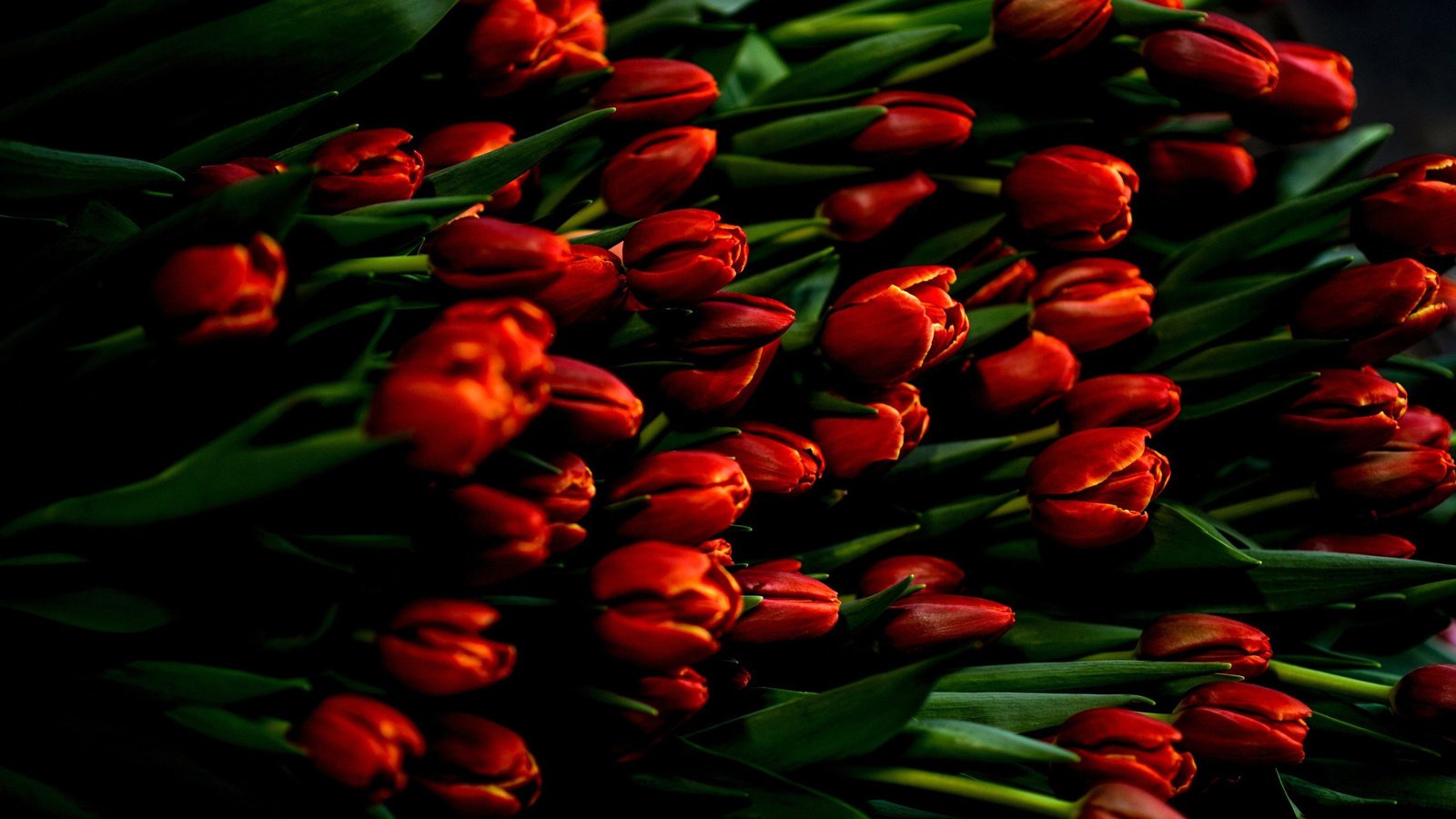 Обои цветы, весна, тюльпаны, flowers, spring, tulips разрешение 2880x1800 Загрузить