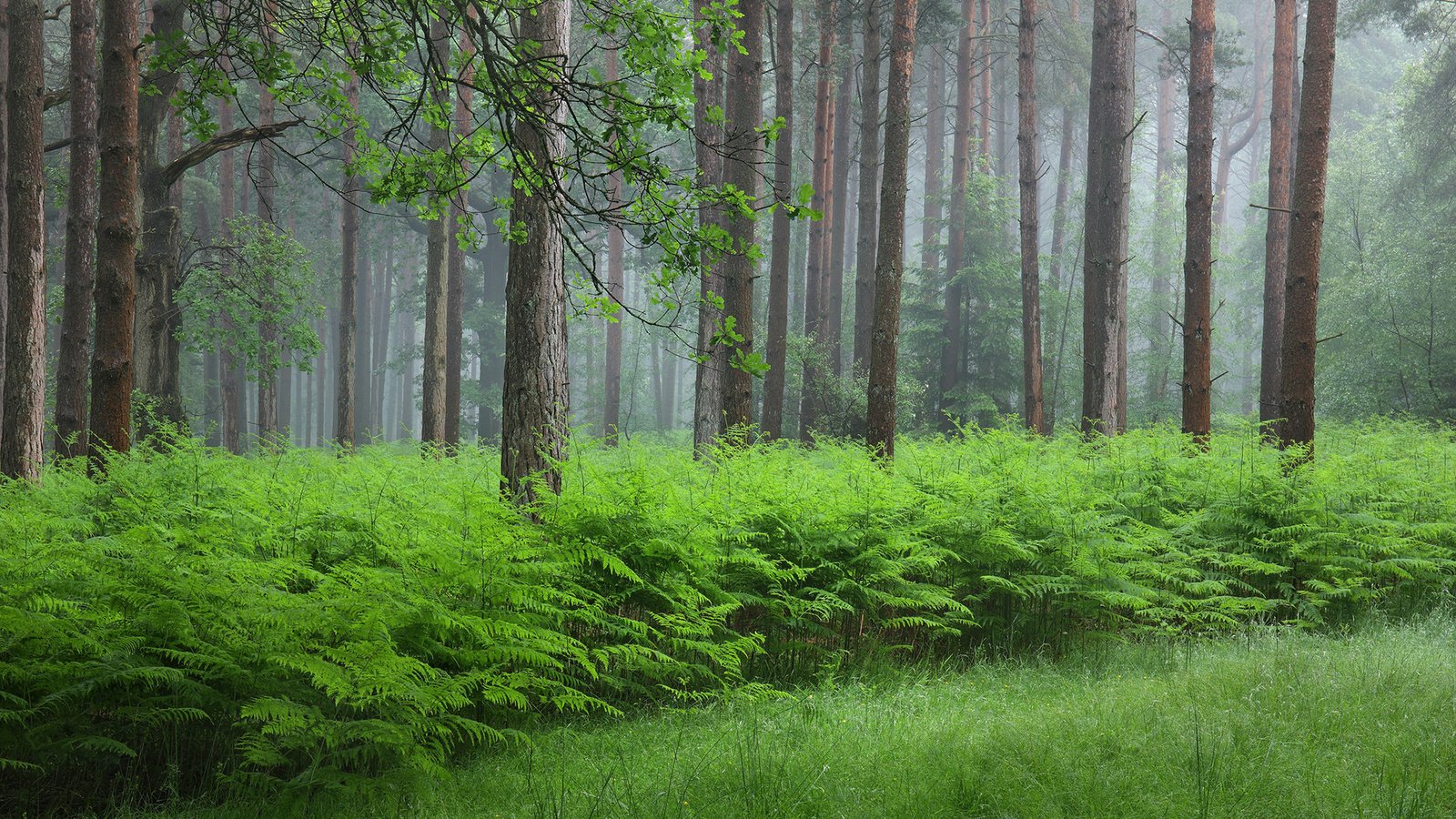 Обои трава, папоротник, деревья, природа, растения, лес, стволы, кусты, лето, grass, fern, trees, nature, plants, forest, trunks, the bushes, summer разрешение 1920x1200 Загрузить