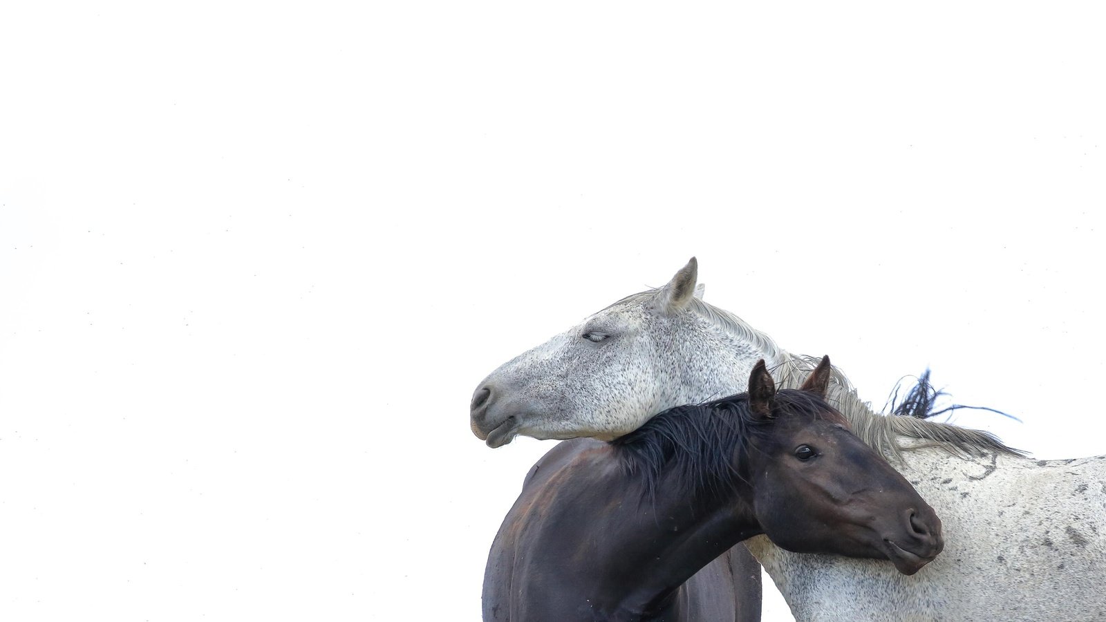 Обои парочка, белый фон, лошади, кони, a couple, white background, horse, horses разрешение 3000x1963 Загрузить
