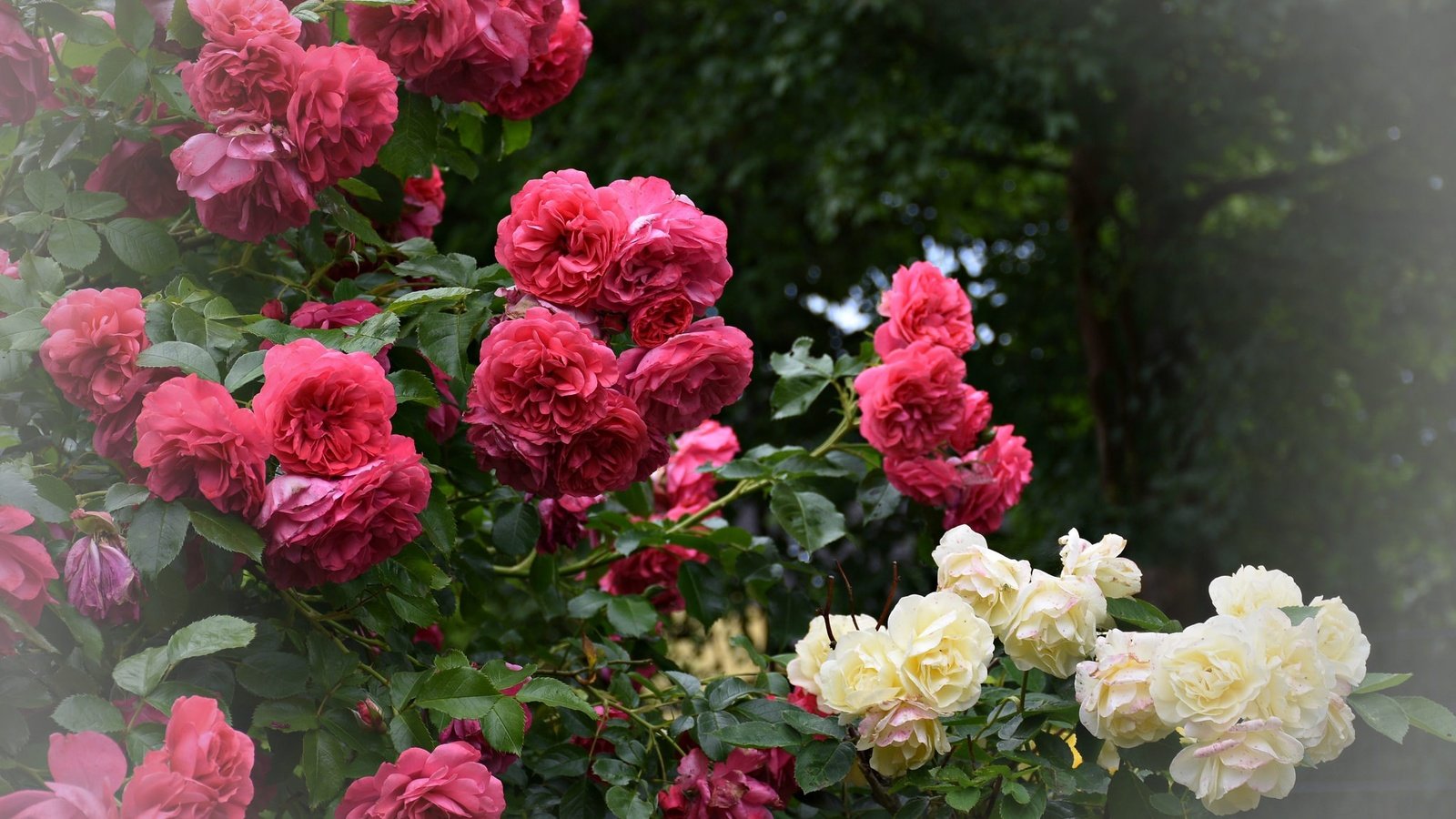 картинки кустов роз