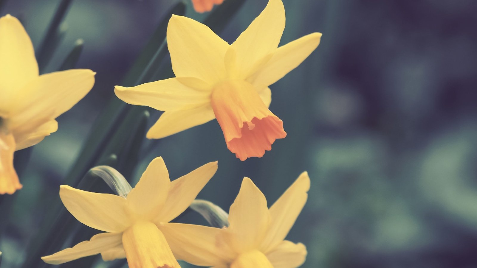 Обои цветы, весна, нарциссы, flowers, spring, daffodils разрешение 2560x1920 Загрузить