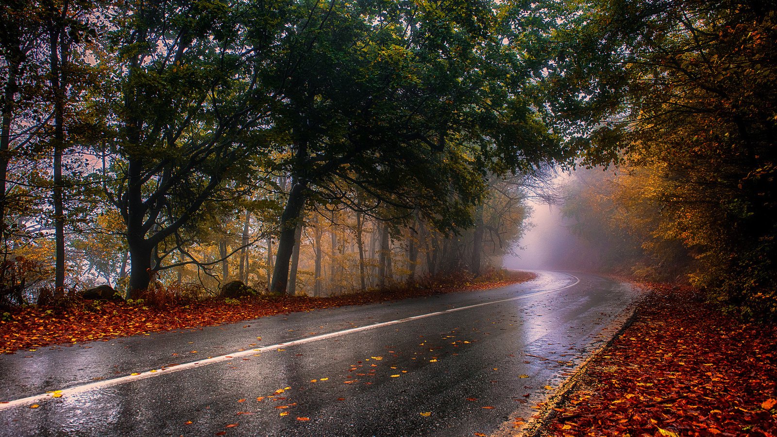 Обои дорога, лес, туман, осень, road, forest, fog, autumn разрешение 1920x1080 Загрузить