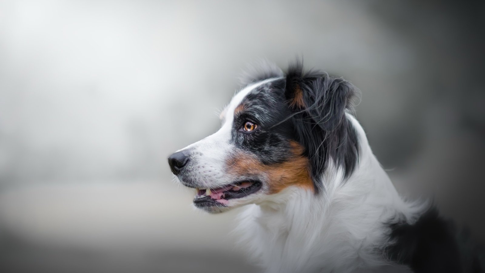 Обои фон, взгляд, собака, австралийская овчарка, background, look, dog, australian shepherd разрешение 2560x1636 Загрузить