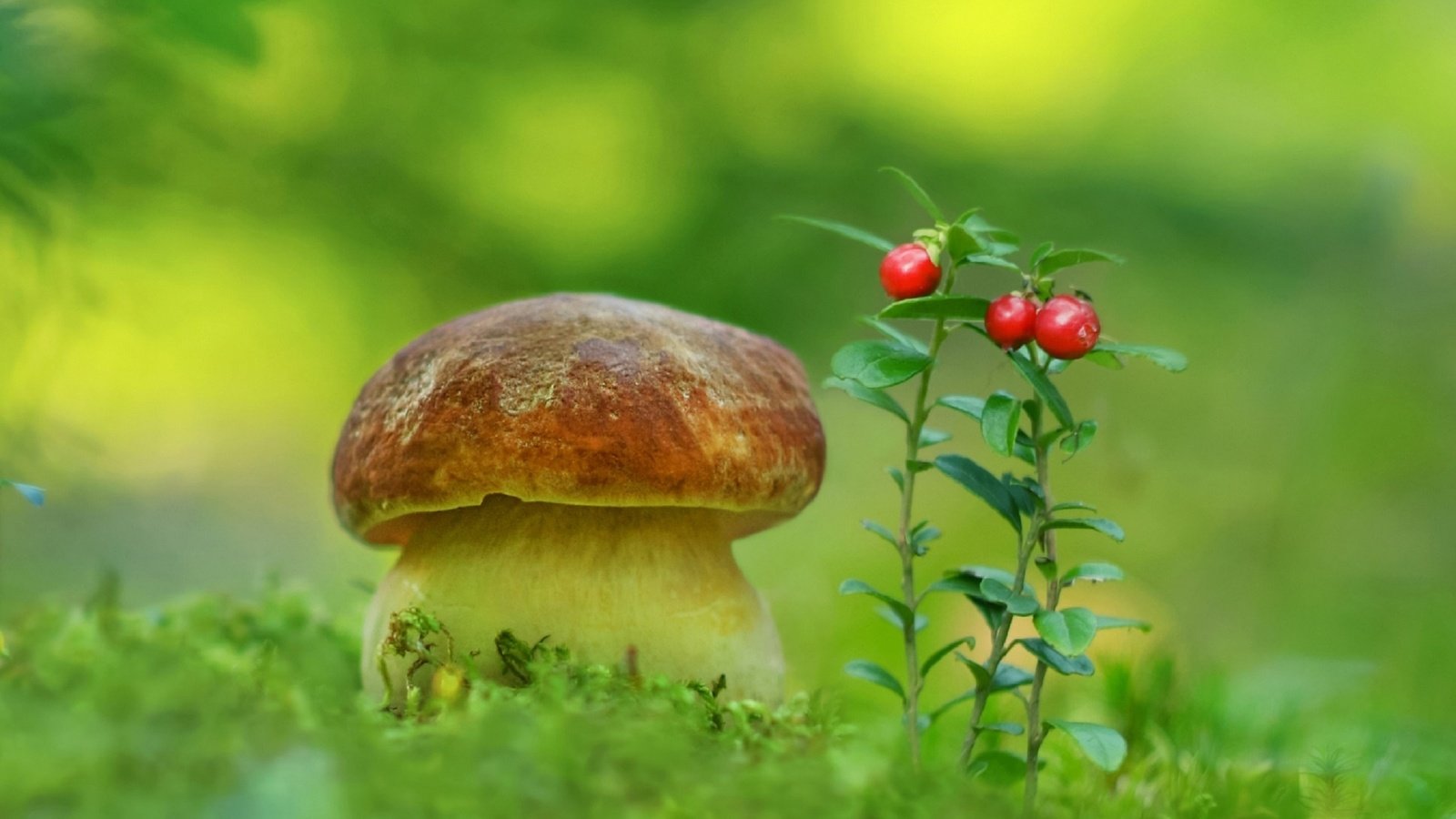 Обои природа, гриб, мох, ягоды, белый гриб, aleksandr hvozd, nature, mushroom, moss, berries, white mushroom разрешение 2596x1600 Загрузить