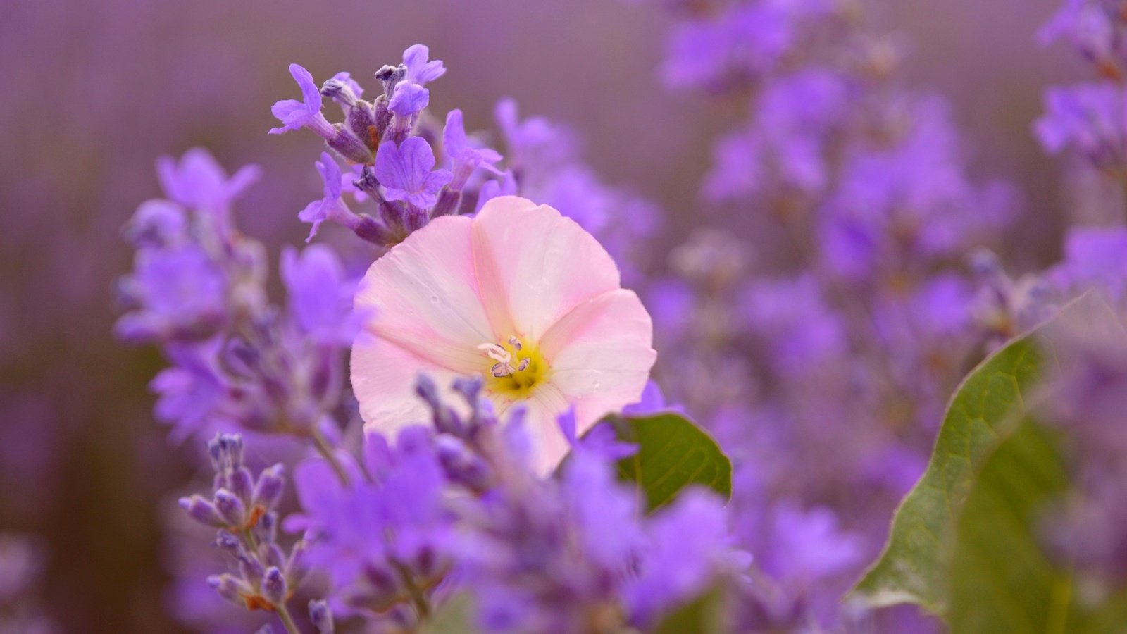Обои цветы, лаванда, размытость, розовый цветок, flowers, lavender, blur, pink flower разрешение 3000x1873 Загрузить