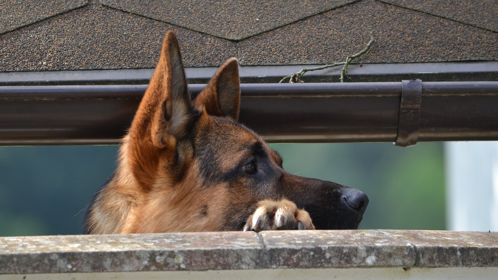 Обои собака, немецкая овчарка, овчарка, dog, german shepherd, shepherd разрешение 3840x2400 Загрузить