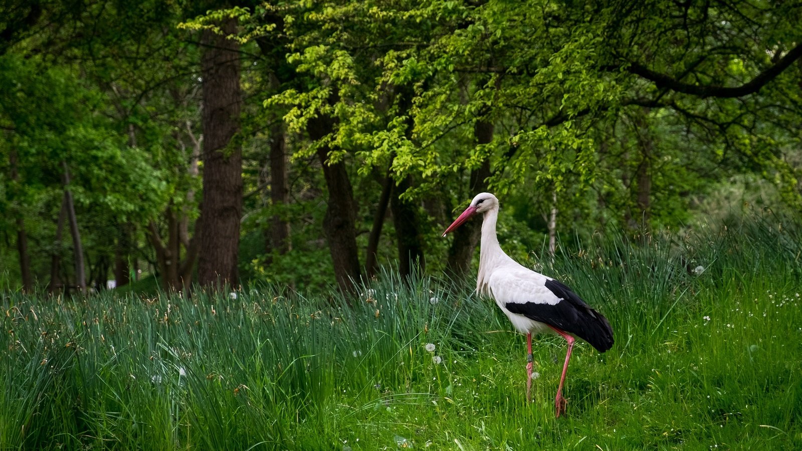 Обои трава, белый аист, деревья, природа, лето, птица, клюв, перья, аист, grass, trees, nature, summer, bird, beak, feathers, stork разрешение 2048x1365 Загрузить