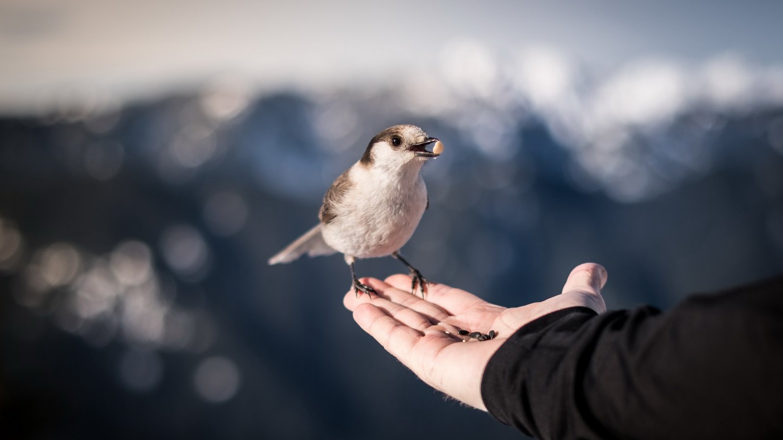 Обои природа, рука, птица, клюв, воробей, ладонь, nature, hand, bird, beak, sparrow, palm разрешение 2560x1596 Загрузить