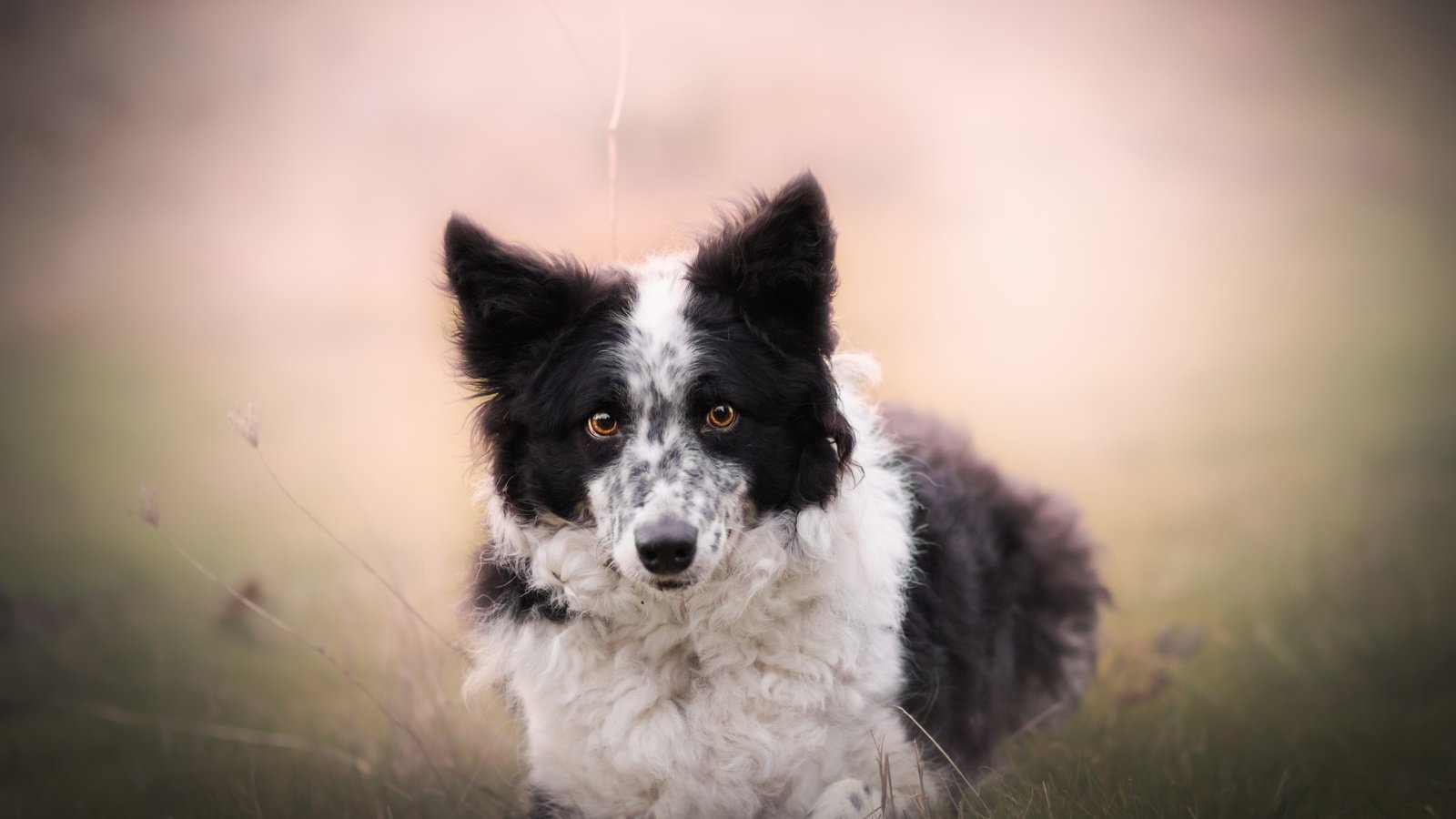 Обои природа, взгляд, собака, друг, бордер-колли, nature, look, dog, each, the border collie разрешение 2560x1613 Загрузить