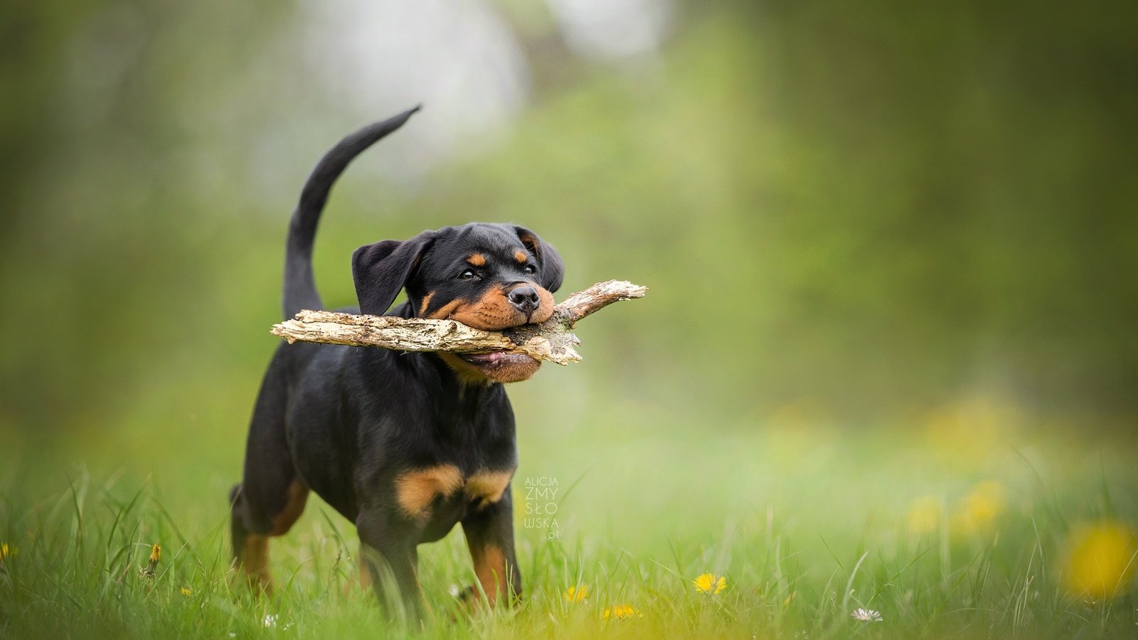 Обои собака, щенок, палка, боке, ротвейлер, dog, puppy, stick, bokeh, rottweiler разрешение 2048x1365 Загрузить