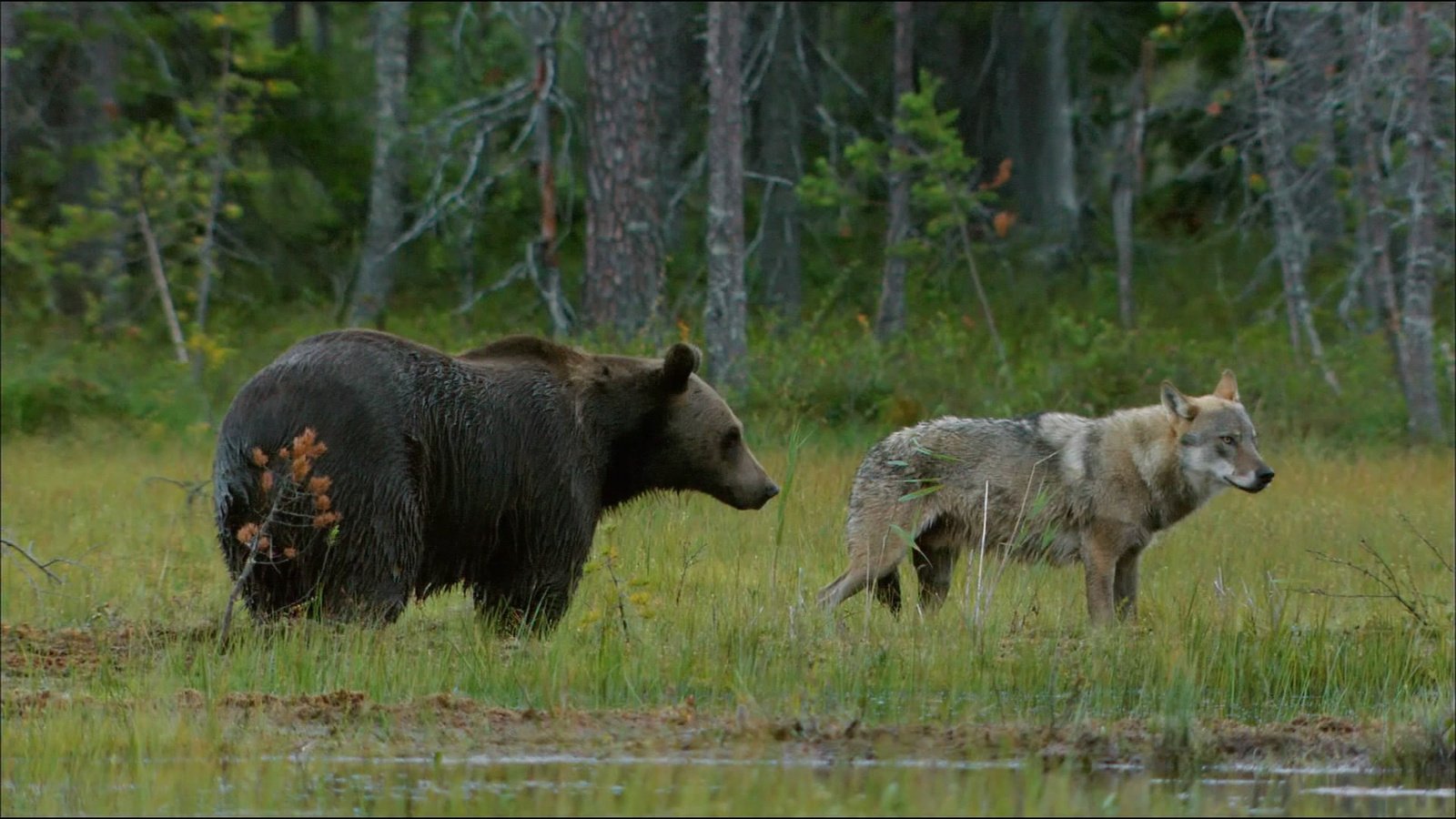 Обои трава, лес, животные, медведь, волк, grass, forest, animals, bear, wolf разрешение 1920x1080 Загрузить