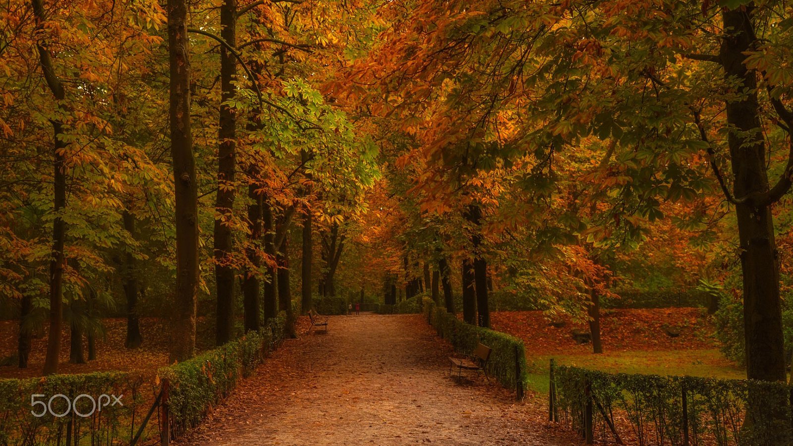 Обои дорога, деревья, парк, стволы, осень, забор, аллея, road, trees, park, trunks, autumn, the fence, alley разрешение 1920x1200 Загрузить