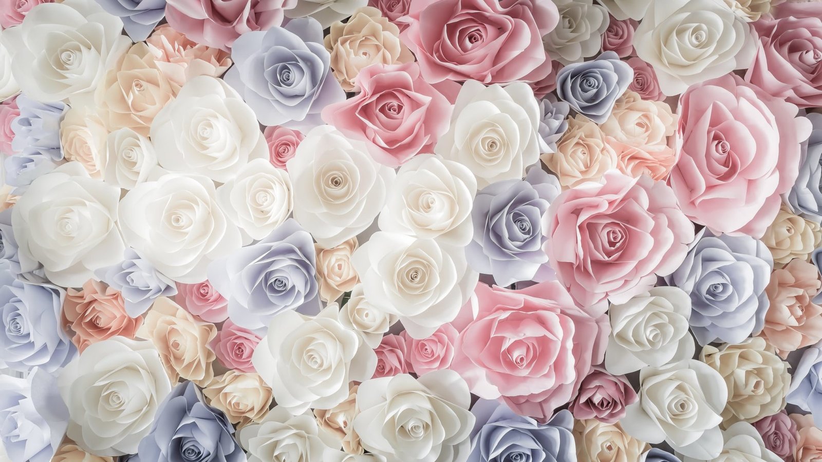 Обои цветы, бутоны, розы, лепестки, розовые, белые, голубые, flowers, buds,...
