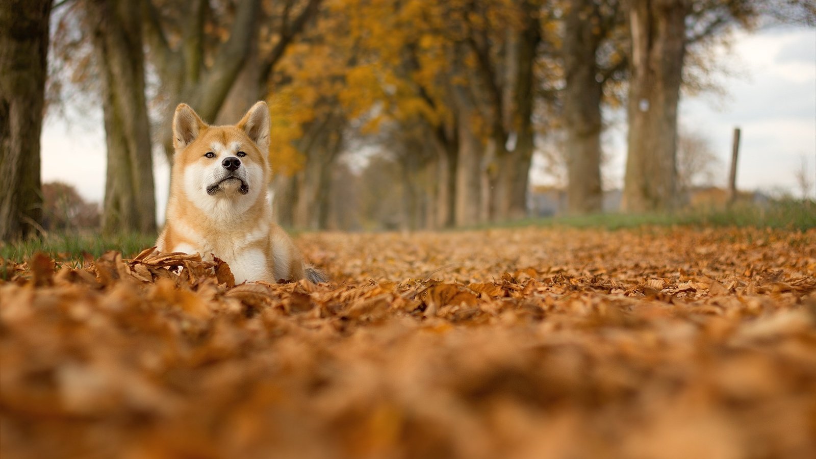 Обои деревья, листья, мордочка, взгляд, собака, сиба-ину, trees, leaves, muzzle, look, dog, shiba inu разрешение 1920x1200 Загрузить