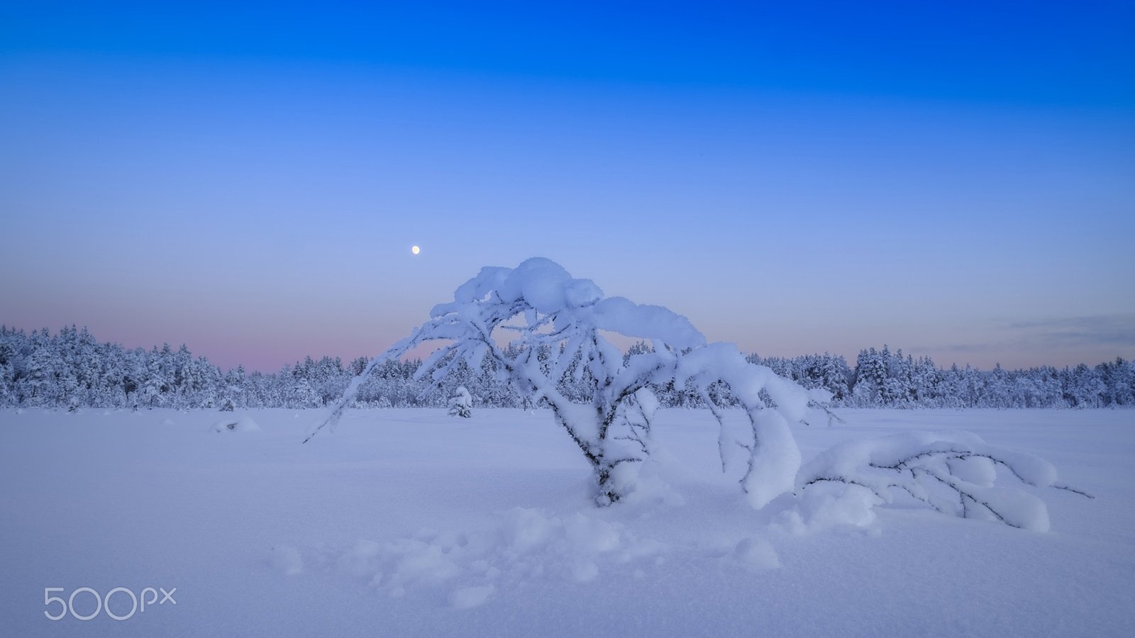 Обои небо, деревья, снег, лес, зима, сугробы, the sky, trees, snow, forest, winter, the snow разрешение 1920x1200 Загрузить