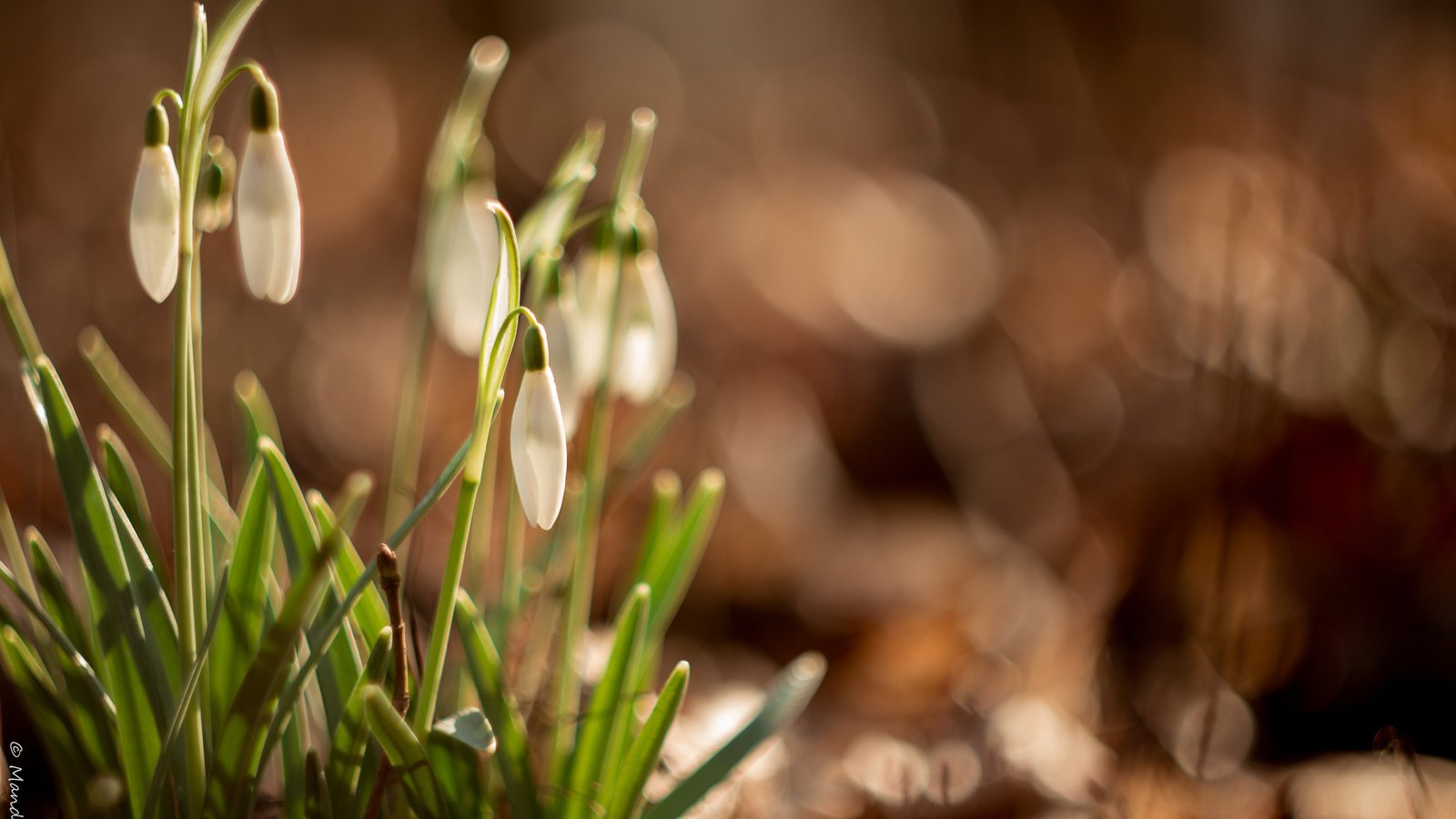 Обои цветы, блики, весна, подснежники, flowers, glare, spring, snowdrops разрешение 3840x2400 Загрузить