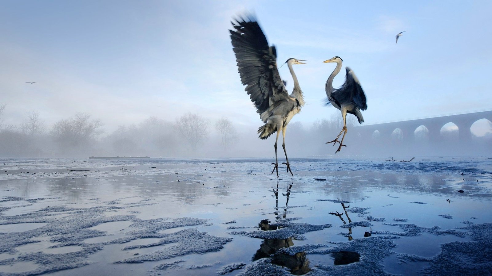 Обои озеро, крылья, птицы, цапля, цапли, lake, wings, birds, heron, herons разрешение 1920x1080 Загрузить