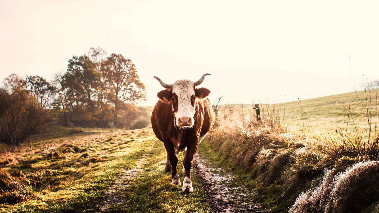 Обои дорога, природа, поле, рога, корова, road, nature, field, horns, cow разрешение 2560x1600 Загрузить