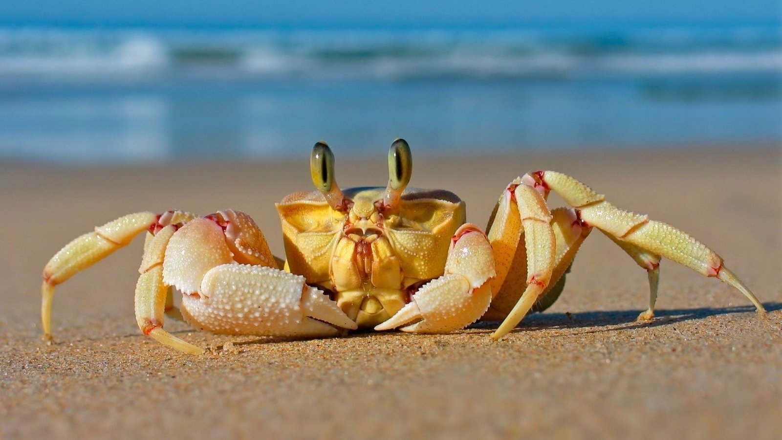 Обои море, песок, пляж, краб, sea, sand, beach, crab разрешение 1920x1200 Загрузить