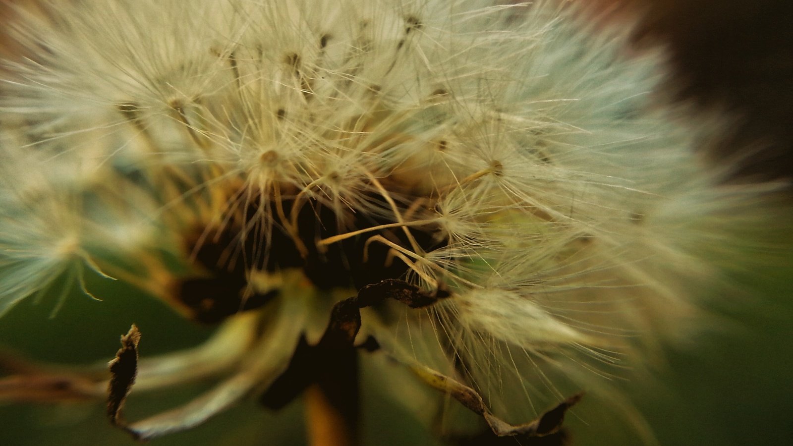 Обои цветок, одуванчик, семена, пух, пушинки, крупным планом, былинки, flower, dandelion, seeds, fluff, fuzzes, closeup, blade разрешение 3264x2448 Загрузить