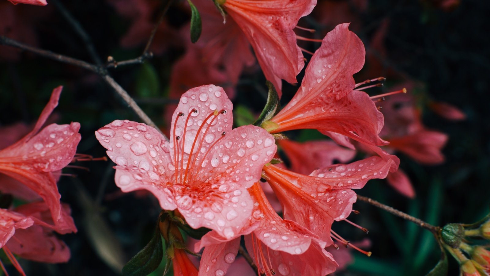 Обои цветы, лепестки, капли воды, азалия, рододендрон, flowers, petals, water drops, azalea, rhododendron разрешение 3000x1987 Загрузить