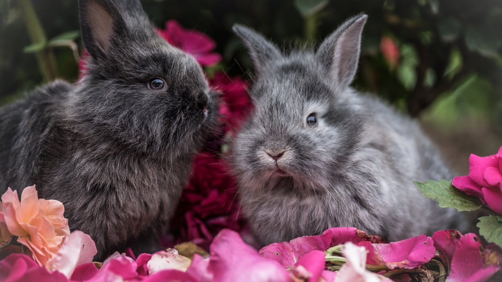 Обои цветы, взгляд, пушистые, ушки, кролик, кролики, flowers, look, fluffy, ears, rabbit, rabbits разрешение 7360x4667 Загрузить