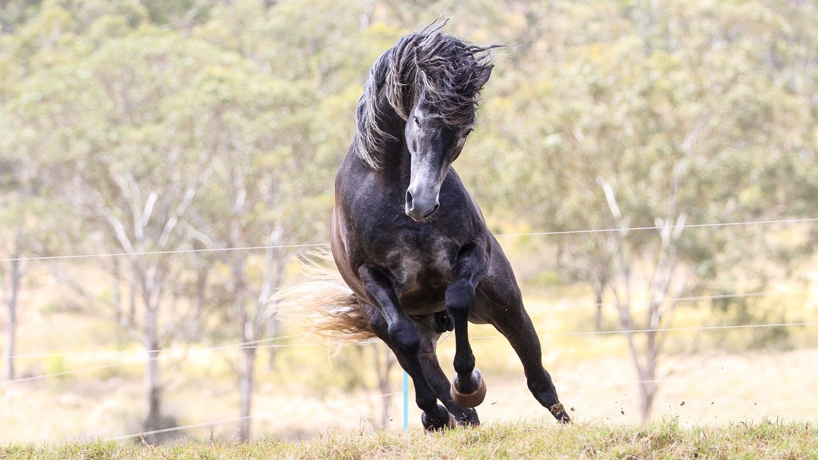 Обои лошадь, конь, жеребец, мустанг, animals-horse-foal-mare-mammal-1920x1080-px-vertebrate-horse-like-mammal-stallion-mustang-horse-729766, horse, stallion, mustang разрешение 1920x1080 Загрузить