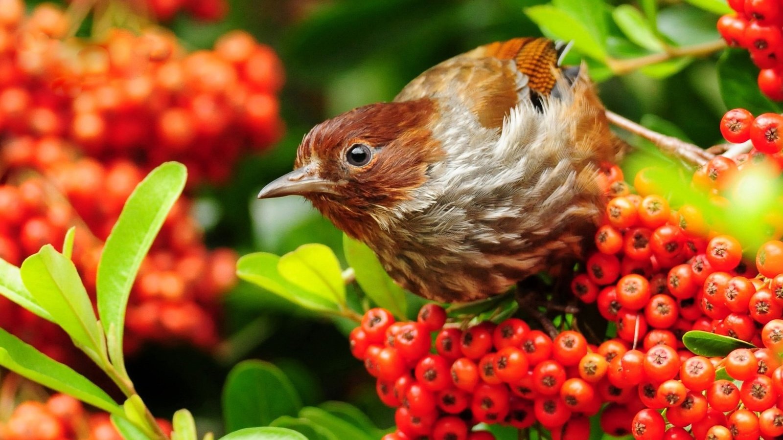 Обои листья, птица, клюв, воробей, ягоды, рябина, leaves, bird, beak, sparrow, berries, rowan разрешение 1920x1200 Загрузить