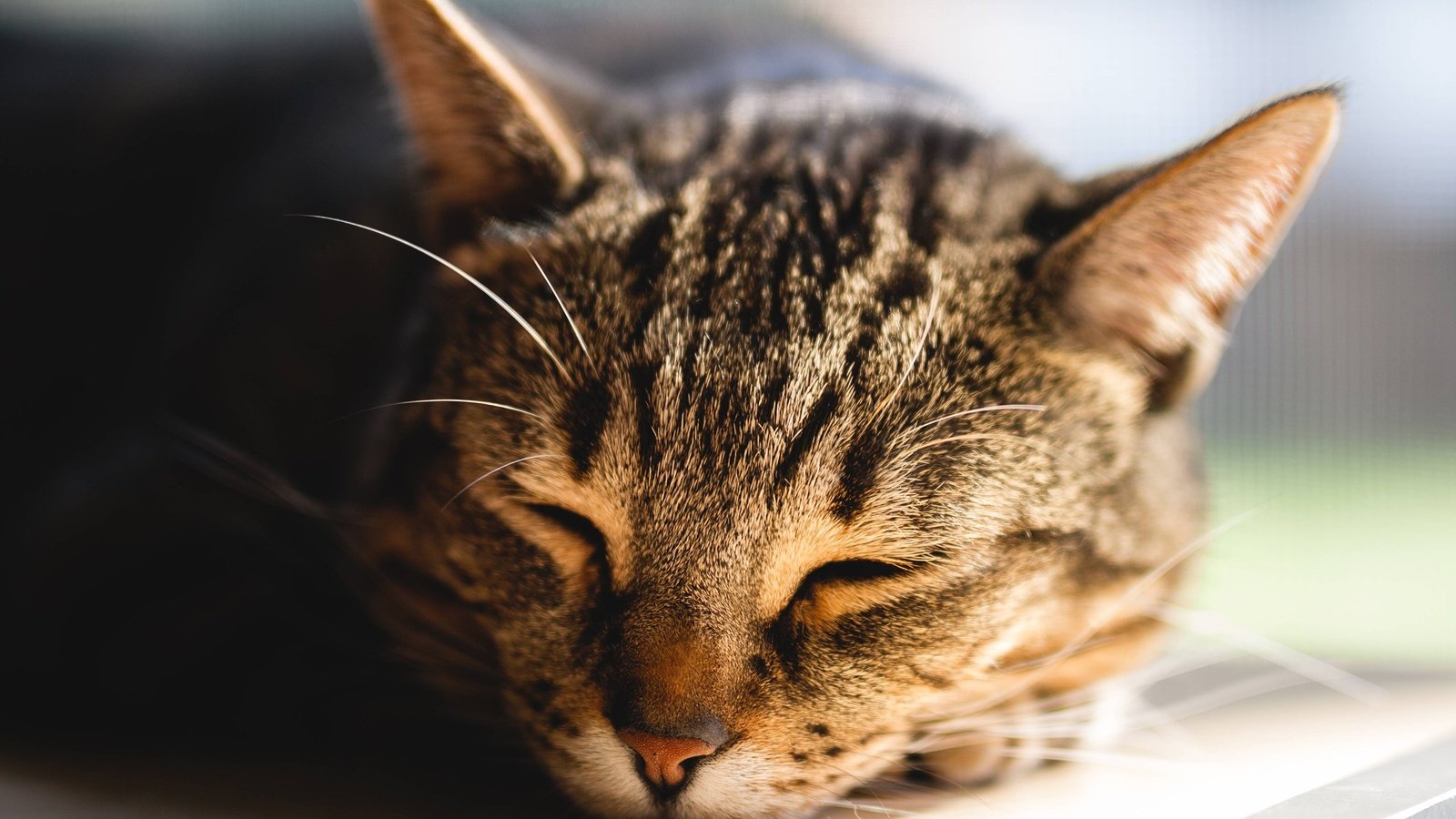 Обои глаза, фон, кот, усы, кошка, взгляд, сон, бенгальская кошка, eyes, background, cat, mustache, look, sleep, bengal cat разрешение 2560x1707 Загрузить