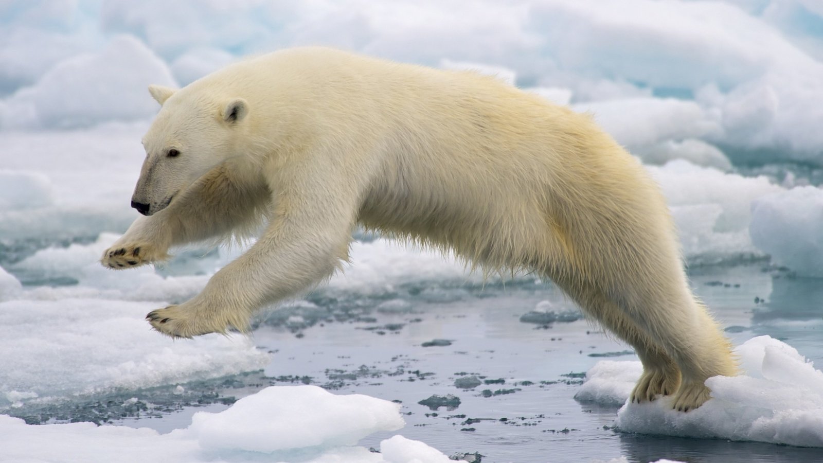 Обои вода, лёд, белый медведь, арктика, water, ice, polar bear, arctic разрешение 1920x1080 Загрузить