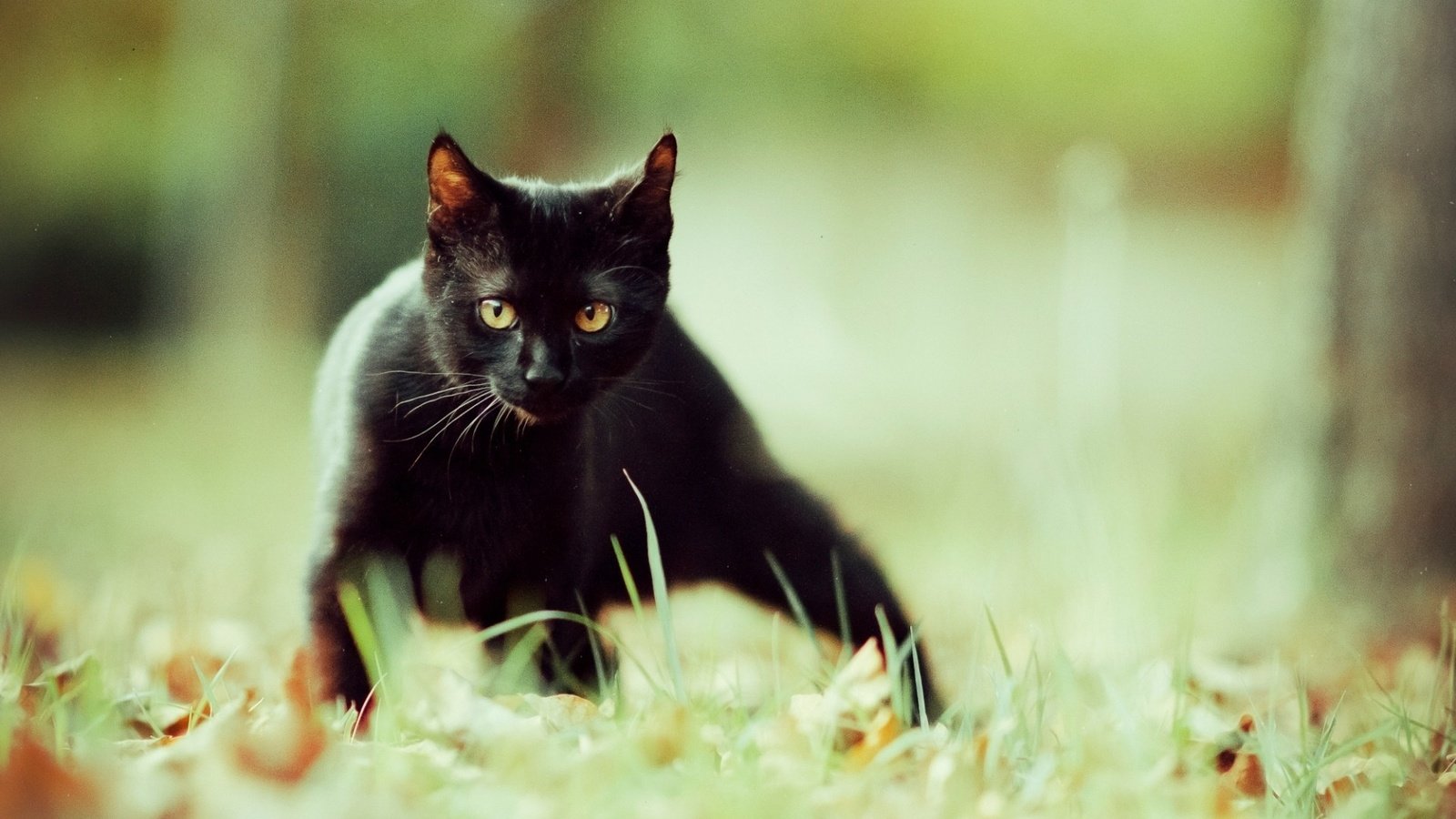 Обои глаза, фон, усы, кошка, взгляд, котенок, чёрная кошка, eyes, background, mustache, cat, look, kitty, black cat разрешение 1920x1200 Загрузить