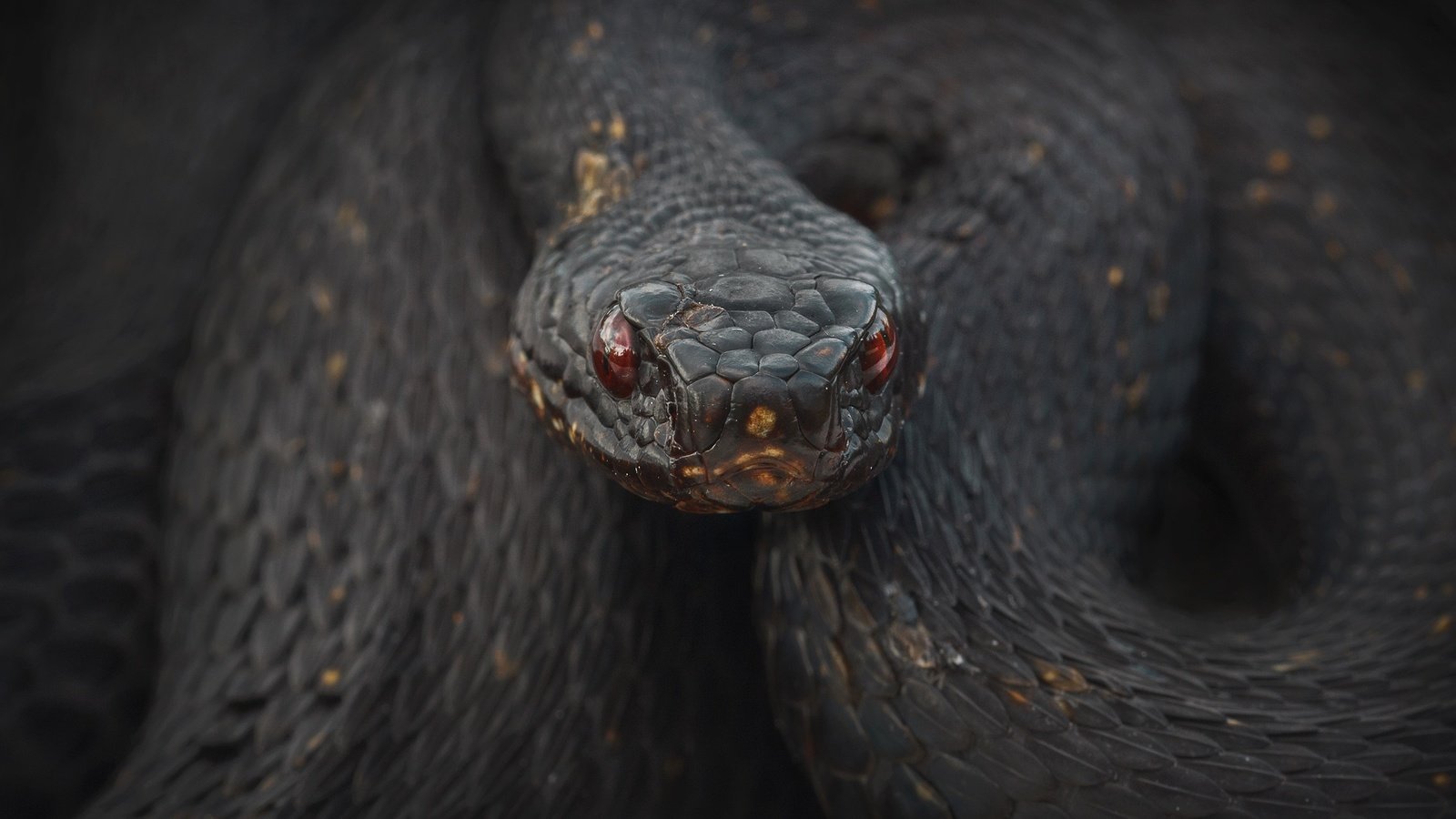 Обои глаза, взгляд, змея, рептилия, eyes, look, snake, reptile разрешение 2560x1600 Загрузить