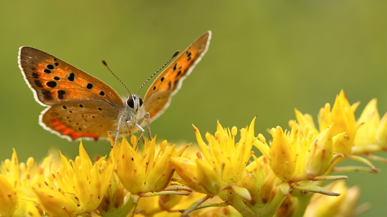 Обои цветы, насекомое, бабочка, крылья, flowers, insect, butterfly, wings разрешение 1920x1200 Загрузить