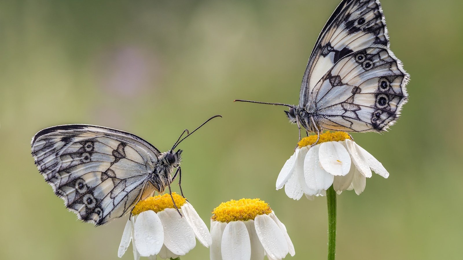 Обои цветы, крылья, насекомые, ромашки, бабочки, flowers, wings, insects, chamomile, butterfly разрешение 2048x1463 Загрузить