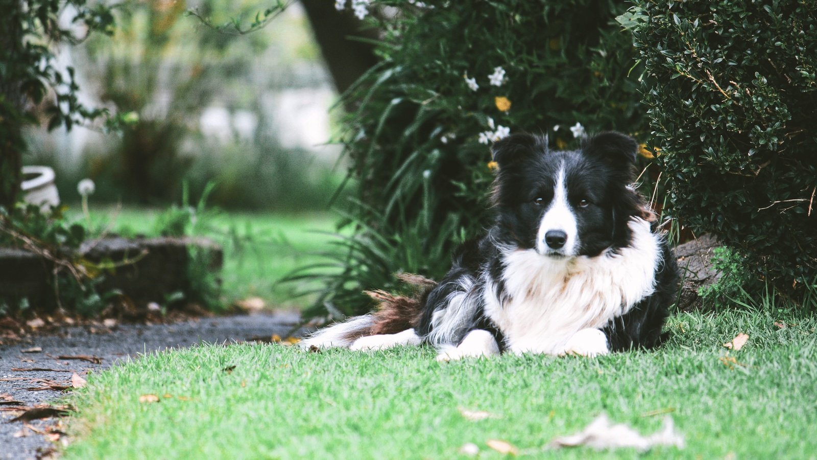 Обои трава, собака, лежа, бордер-колли, grass, dog, lying, the border collie разрешение 3888x2592 Загрузить