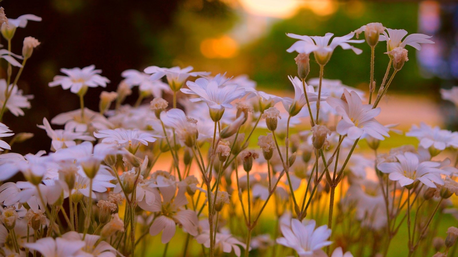 Обои цветы, лепестки, стебли, ясколка, flowers, petals, stems, cerastium разрешение 3000x1845 Загрузить