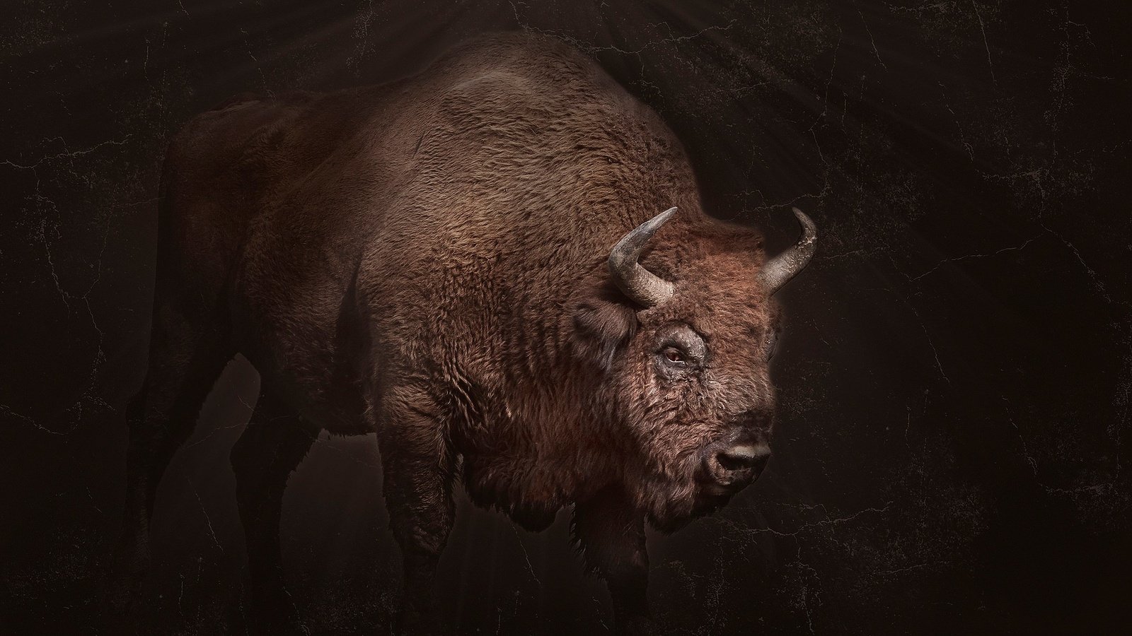 Обои фон, рога, бизон, background, horns, buffalo разрешение 2048x1365 Загрузить