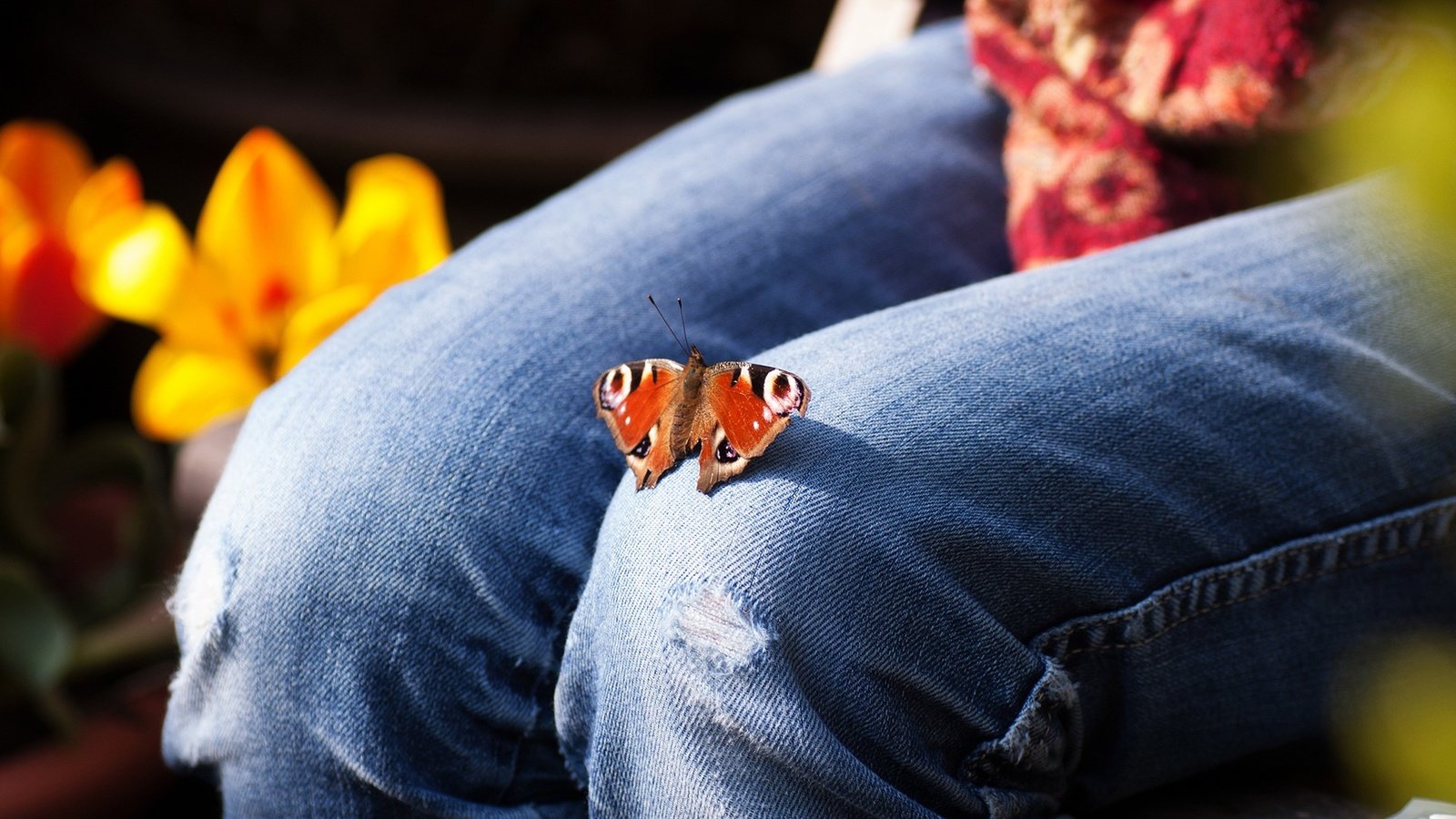 Обои цветы, насекомое, бабочка, джинсы, ноги, тюльпаны, колени, flowers, insect, butterfly, jeans, feet, tulips, knees разрешение 1920x1200 Загрузить