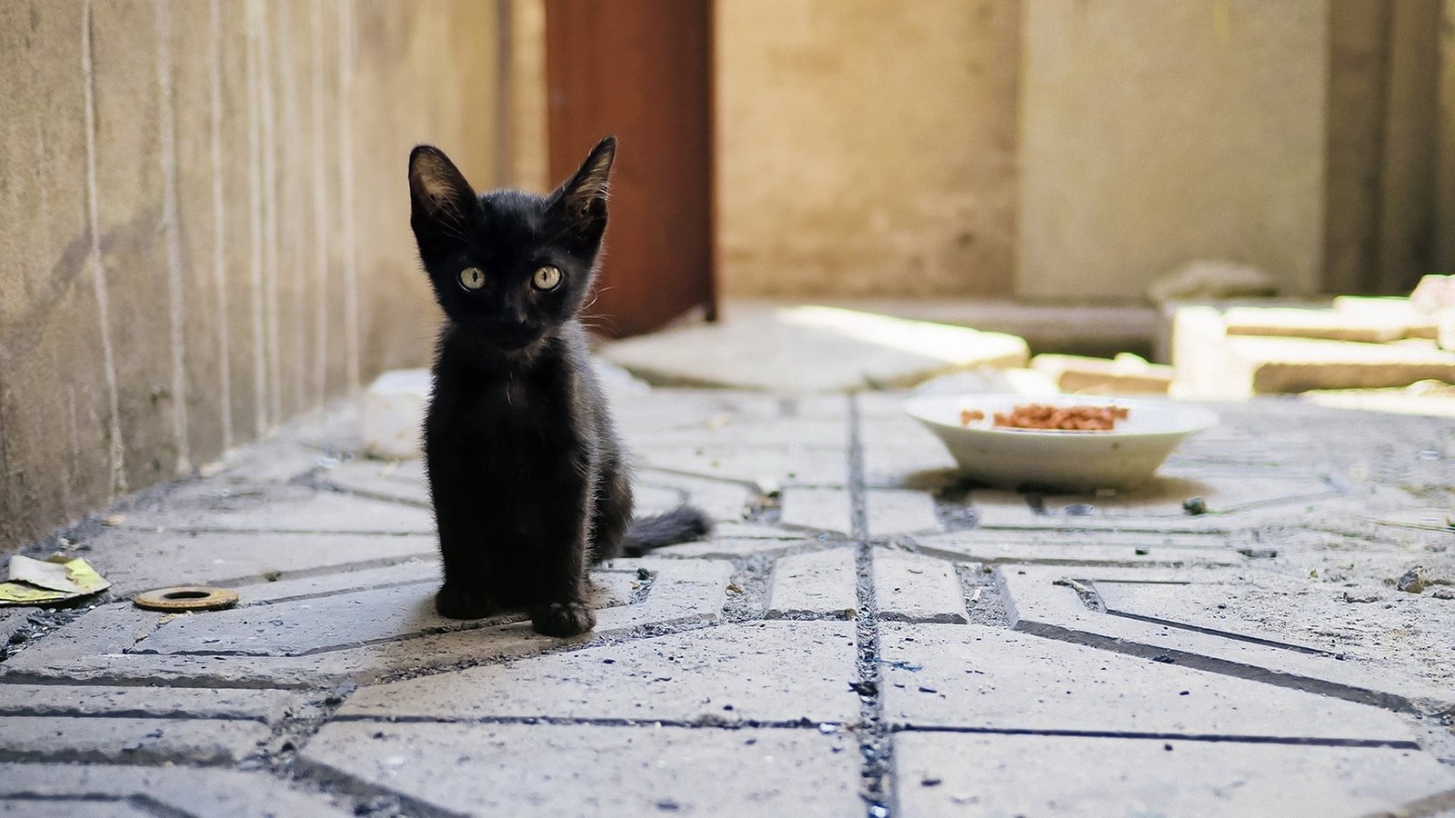 Обои глаза, взгляд, котенок, корм, миска, чёрная кошка, eyes, look, kitty, food, bowl, black cat разрешение 1920x1200 Загрузить