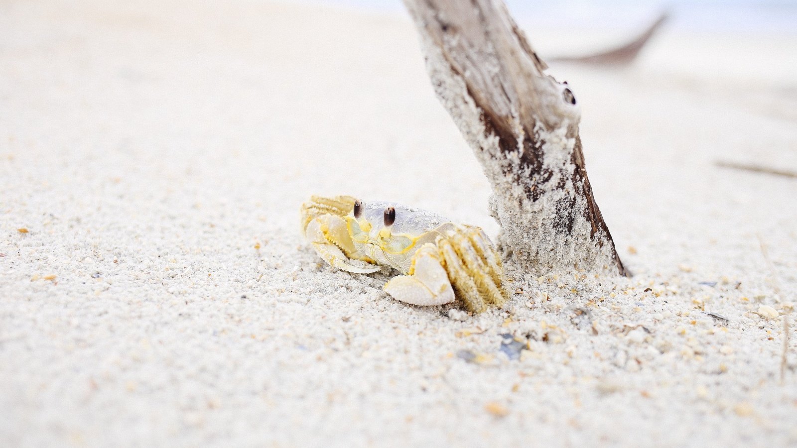 Обои природа, дерево, берег, песок, пляж, краб, nature, tree, shore, sand, beach, crab разрешение 2736x1824 Загрузить