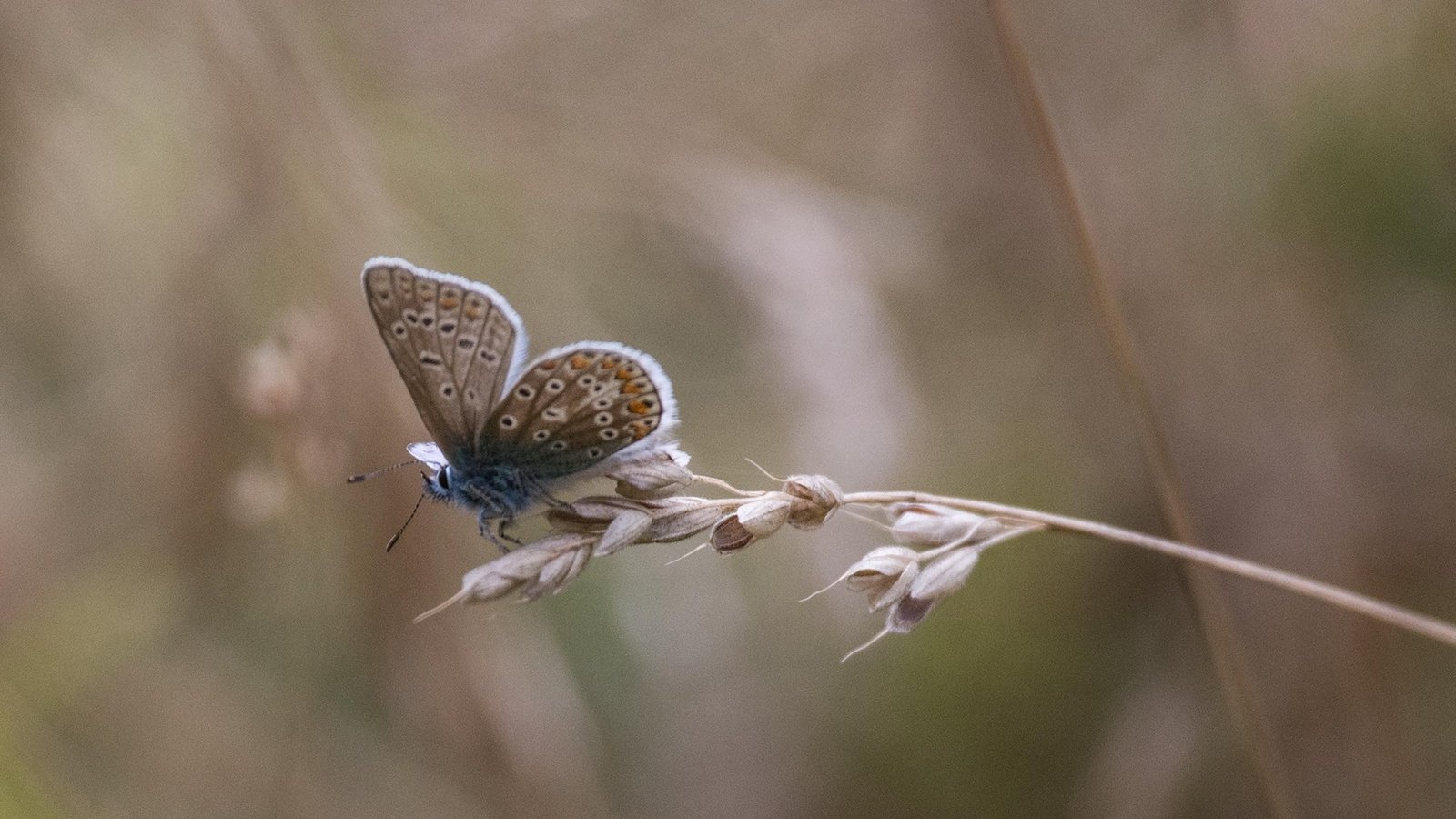 Обои насекомое, бабочка, крылья, стебель, колосок, травинка, insect, butterfly, wings, stem, spike, a blade of grass разрешение 1920x1200 Загрузить