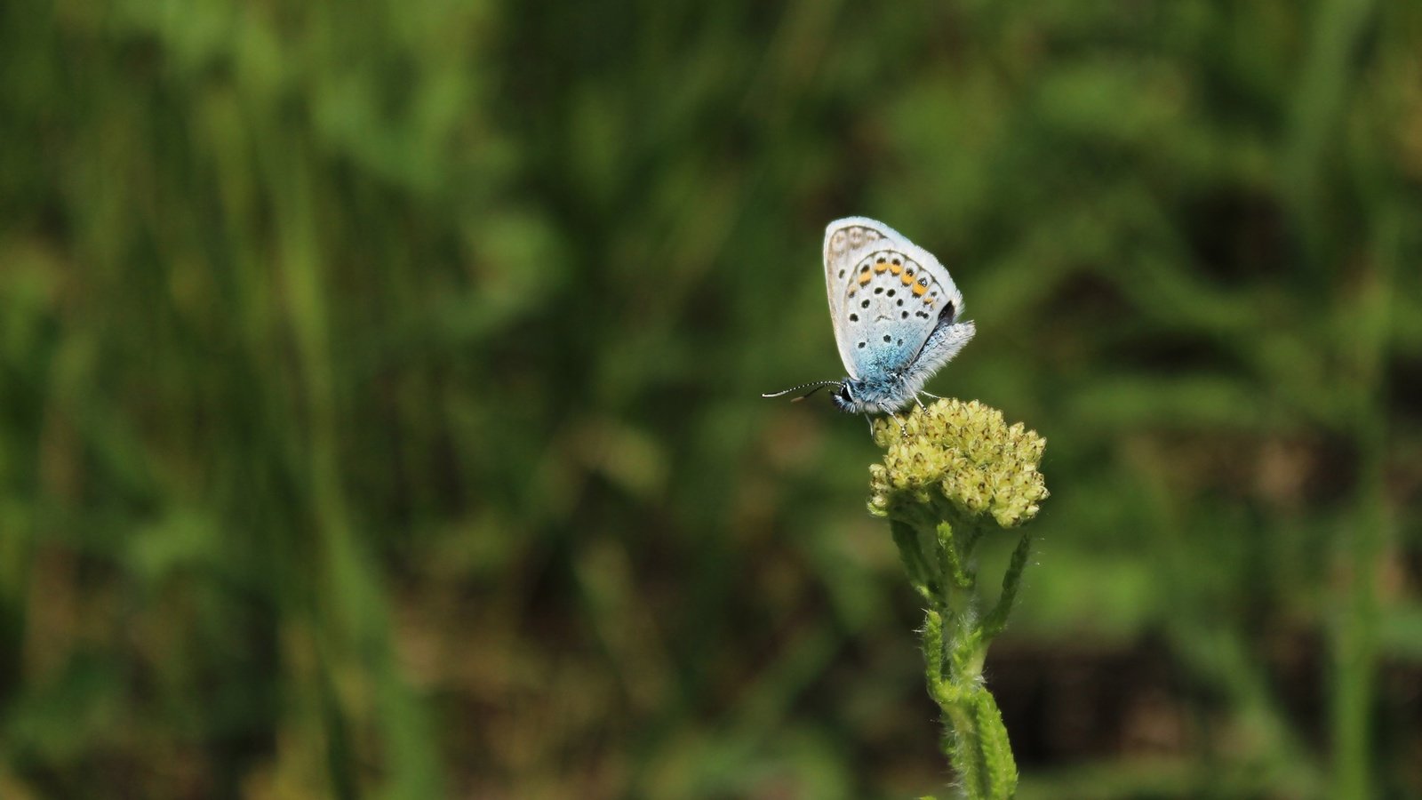 Обои трава, насекомое, бабочка, крылья, растение, grass, insect, butterfly, wings, plant разрешение 1920x1080 Загрузить