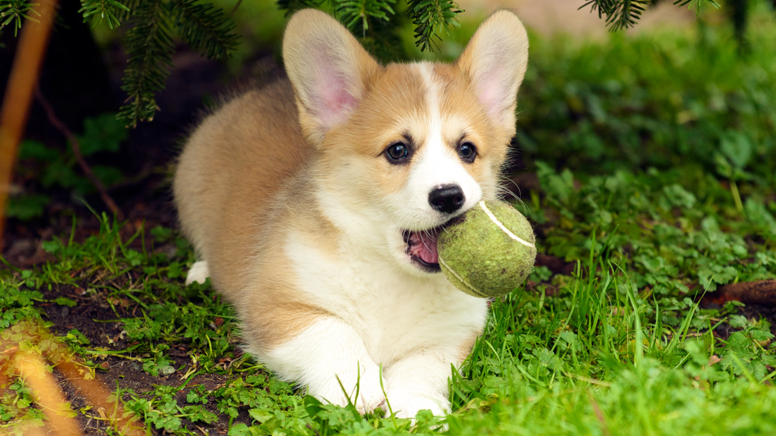 Обои трава, собака, щенок, язык, мячик, вельш-корги, пемброк, grass, dog, puppy, language, the ball, welsh corgi, pembroke разрешение 1920x1080 Загрузить