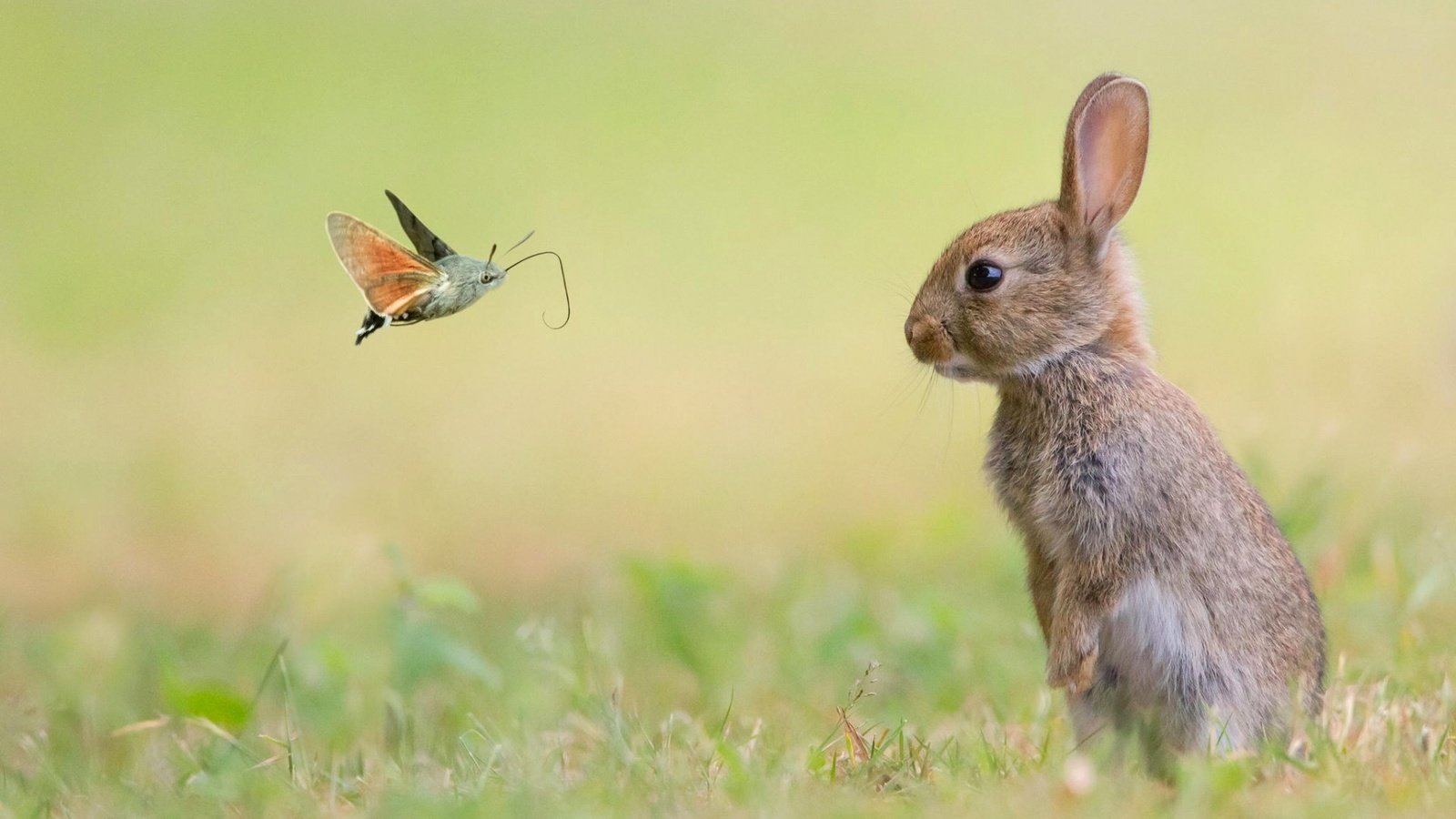 Обои трава, природа, насекомое, животные, луг, кролик, заяц, мотылек, grass, nature, insect, animals, meadow, rabbit, hare, moth разрешение 1920x1080 Загрузить