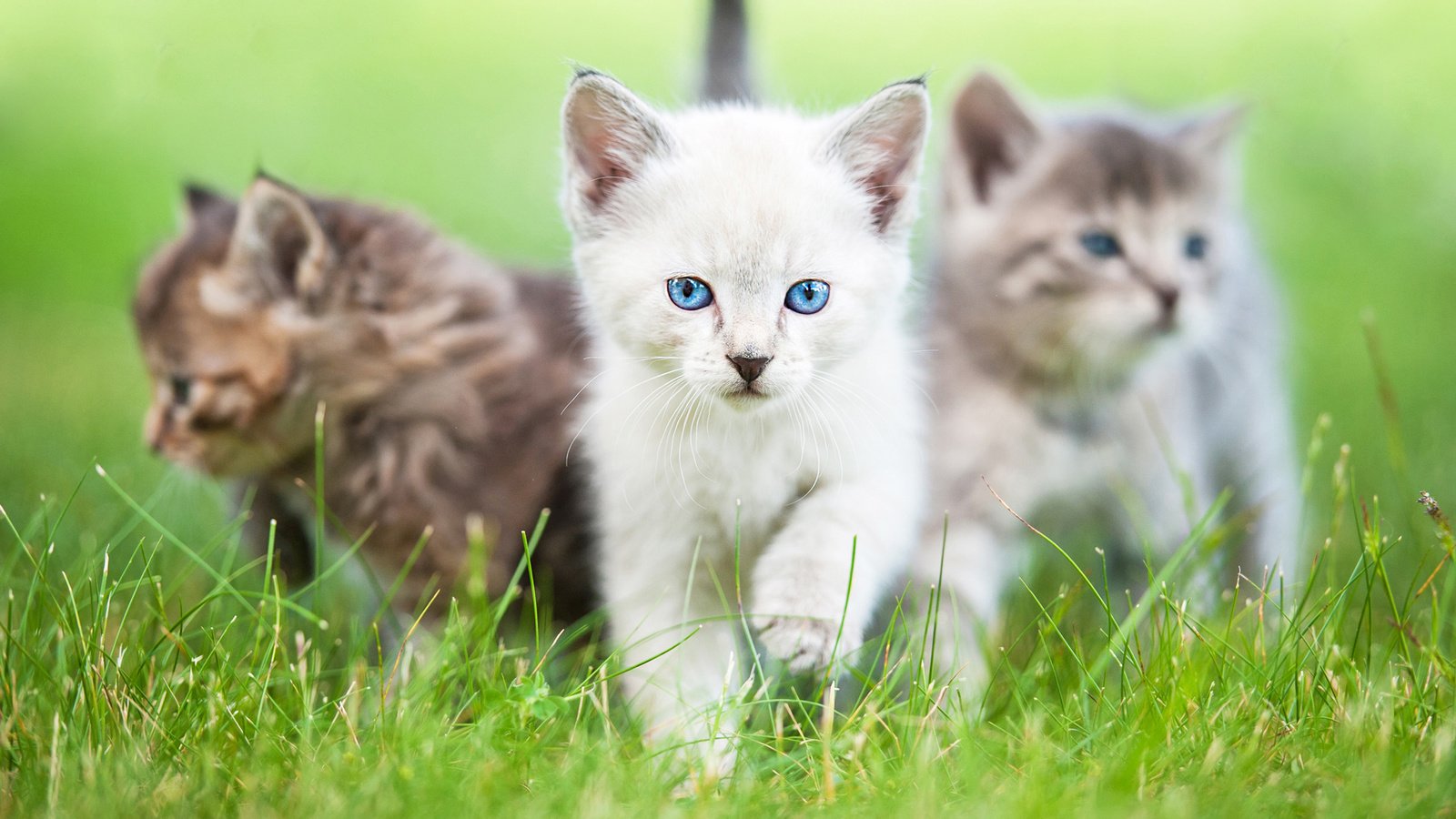 Обои глаза, трава, взгляд, коты, кошки, котята, rita kochmarjova, eyes, grass, look, cats, kittens разрешение 2560x1600 Загрузить